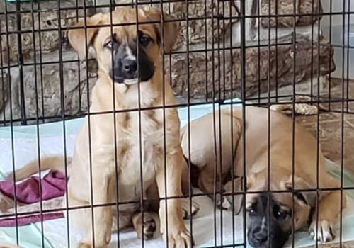 The Ultimate Guide to Bringing Your Pets to Music Events in Hampden County, Massachusetts